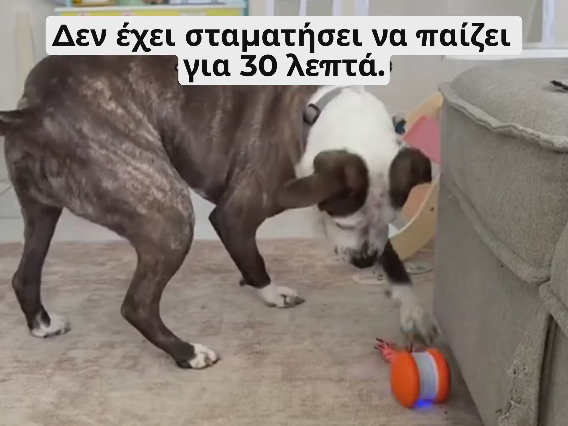 Φόρτωση βίντεο: Αυτή η φυσική διέγερση κρατά τον σκύλο σας πνευματικά σε εγρήγορση, σωματικά δραστήριο και συναισθηματικά ικανοποιημένο — ακόμη κι όταν δεν είστε διαθέσιμοι για παιχνίδι.